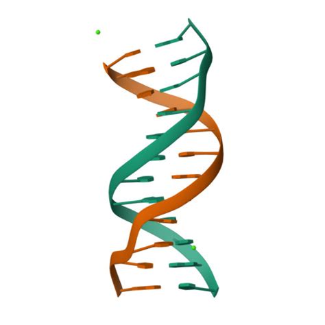 Rcsb Pdb Ezf Racemic Crystal Structures Of Pribnow Box Consensus