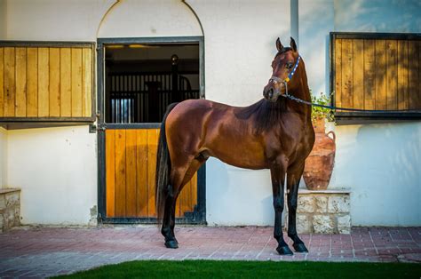 Scottsdale Arabian Horse Show 2024 Meridian Condoresorts
