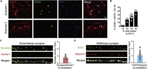 Gabaergic Neurons And Glutamatergic Gabaergic Synapses In Hipsc Derived