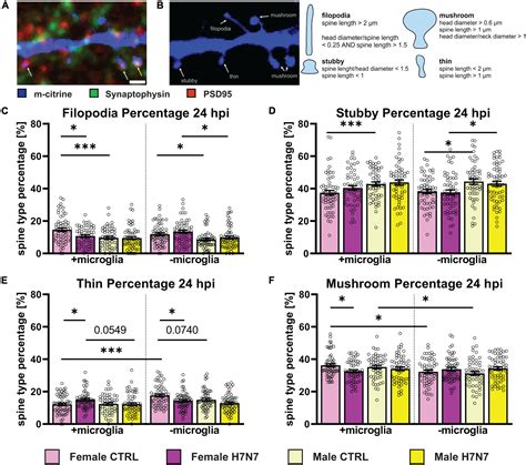 Frontiers H7N7 Viral Infection Elicits Pronounced Sex Specific