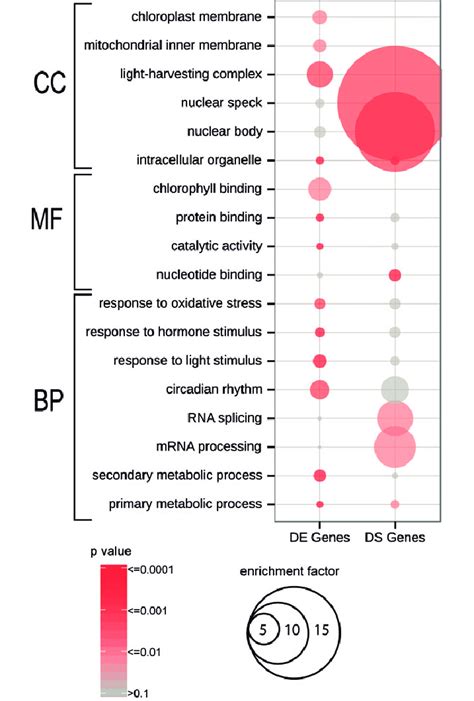 Analysis Of Gene Ontology GO Enrichment Comparing Differentially