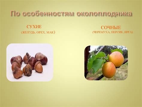 Плоды. Значение и разнообразие плодов - online presentation