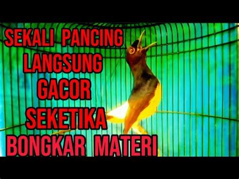 Murai Batu Gacor Bongkar Materi AMPUH Buat Memancing Emosi Murai Males