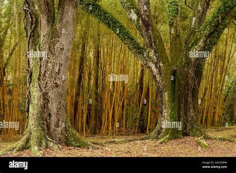 Bamboo forest, Jungle Gardens, Avery Island, Louisiana, USA Stock Photo ...