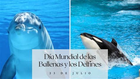 De Julio D A Mundial De Las Ballenas Y Los Delfines Revista Marketing