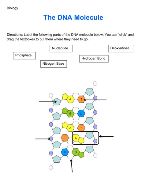 Solved Biology The Dna Molecule Directions Label The Chegg