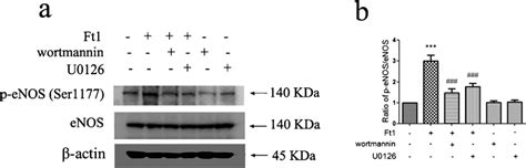 Western Blotting Analysis Of Phosphorylated Enos At Ser1177 P Enos Download Scientific Diagram