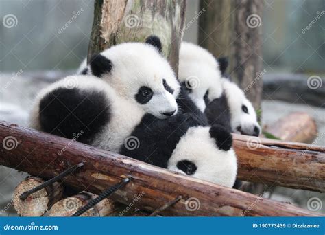 Cute Fluffy Baby Panda on the Playground Stock Image - Image of playful ...