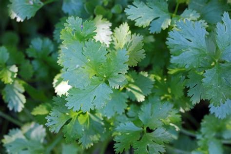 Green Italian Parsley Growing Free Stock Photo - Public Domain Pictures