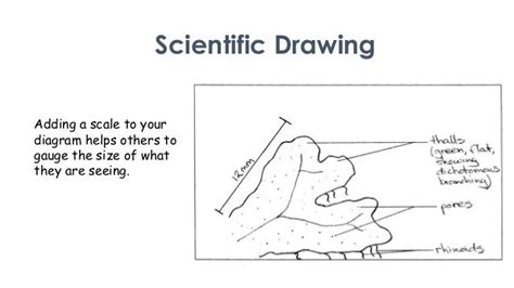 Scientific Drawing Overview