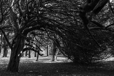 Premium Photo Bare Trees On Landscape