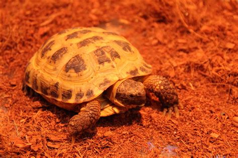 Тераріум EkZoterra, Трускавець | Послуги | Відгуки | Фото