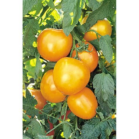 Tomato Golden Jubilee AAS Winners Totally Tomatoes