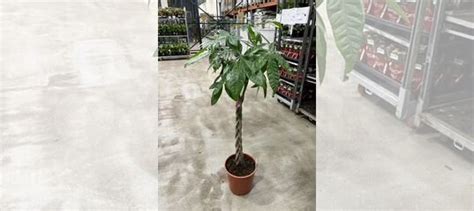 Пахира акватика купить в Санкт-Петербурге | Товары для дома и дачи | Авито