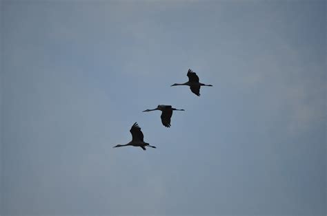 Sandhill Cranes Sherburne National Wildlife Refuge Minnes Joe