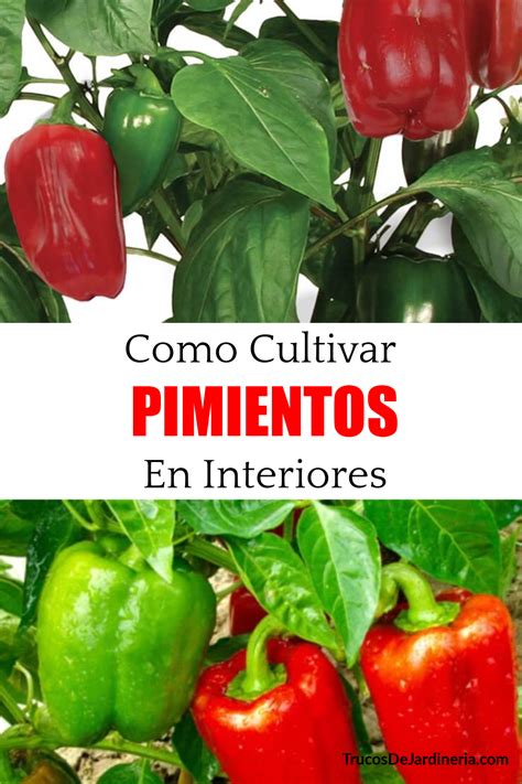 Consejos Para Cultivar Pimientos En Interiores Trucos De Jardineria