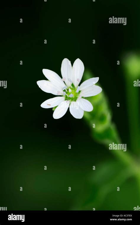 Giant Chickweed North Rhine Westphalia Germany Stellaria Aquatica