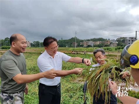 电白迎击“暹芭”：已抢收水稻近6万亩 烘干稻谷210吨台风工作农业