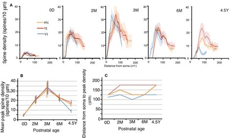 A Profiles Of The Spine Densities Of The Basal Dendrites Of Layer Iii