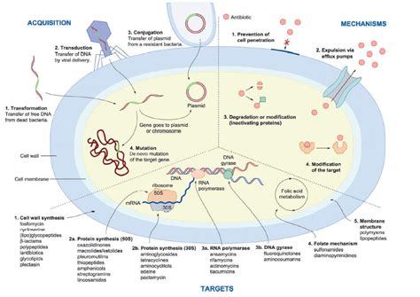 2 Targets Mechanisms And Acquisition Of Antibiotic Resistance