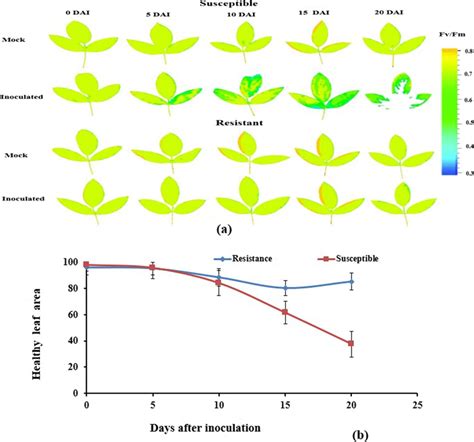 At Leaf Scale Photosynthetic Efficiency Fv Fm In A Susceptible