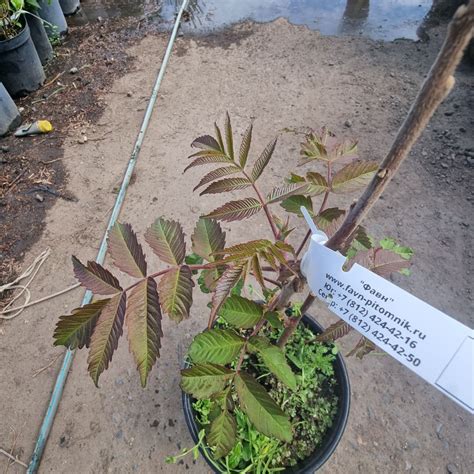 Сумах, уксусное дерево | Rhus typhina (С5)