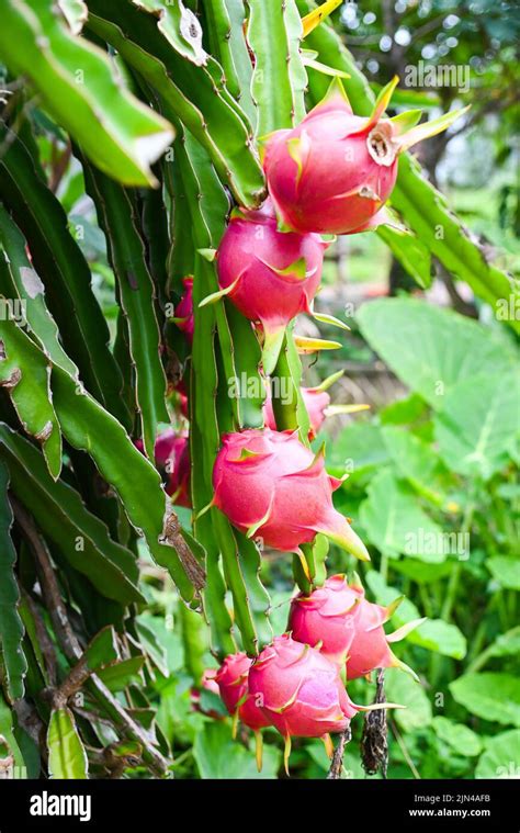 Dragon Fruit On The Dragon Fruit Tree Waiting For The Harvest In The