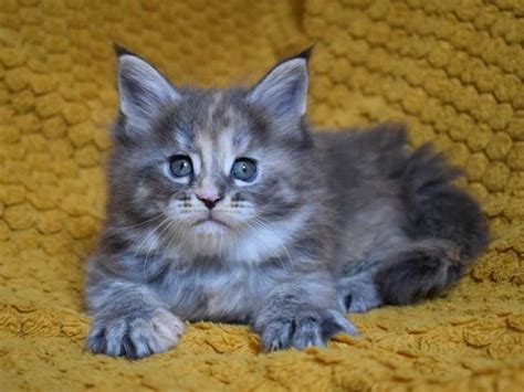 Chatonne Maine Coon Blue Silver Loof R Server Petite Annonce Chat