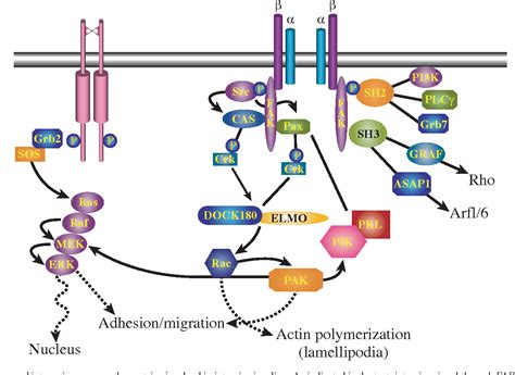 Figure 2 From Focal Adhesion Kinase The First Ten Years Semantic Scholar