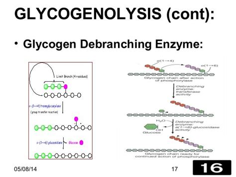 Glycogenolysis Basic