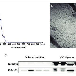 Characterization Of Macrophage Derived Evs A Representative Size