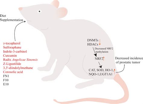 NRF2 Modulation In TRAMP Mice An In Vivo Model Of Prostate Cancer