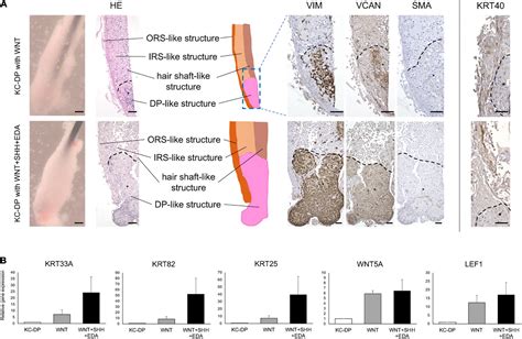 Frontiers Human IPS Cell Derived Cell Aggregates Exhibited Dermal