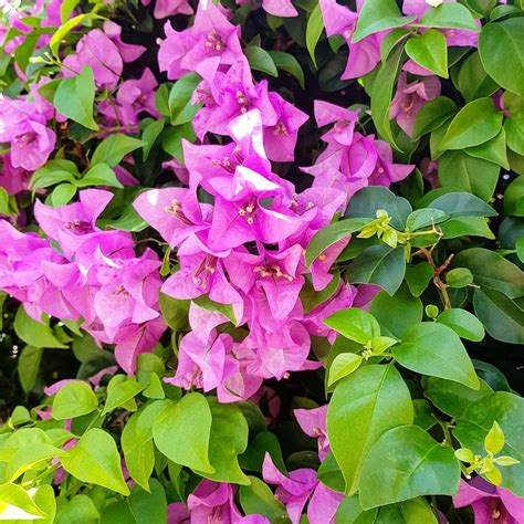 Bougainvillea Photo And Instructions