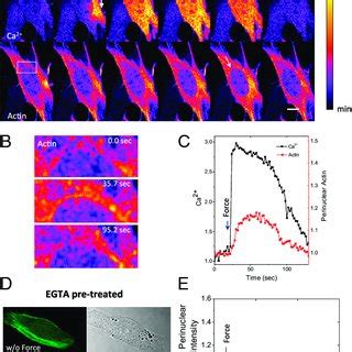 Force Induced Reversible Perinuclear Actin Assembly A Schematic