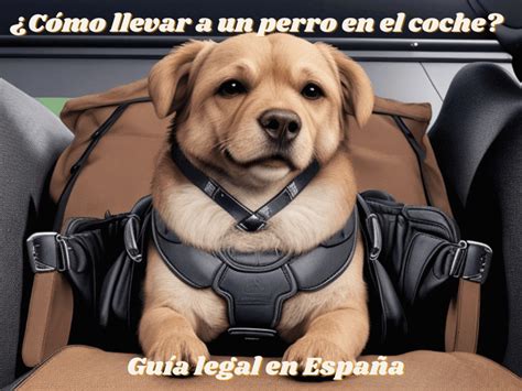 Cómo llevar un perro en el coche Guía legal en España Educadog