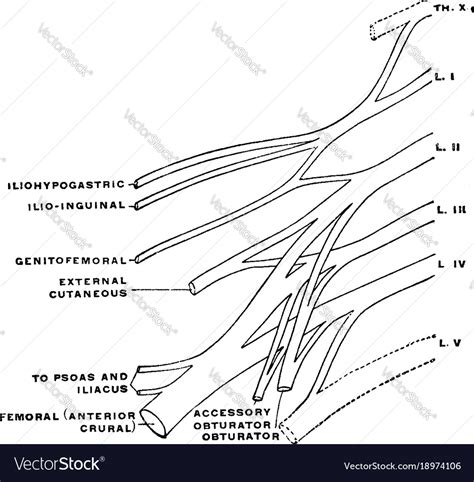 Cant Miss Takeaways Of Tips About How To Draw Lumbosacral Plexus