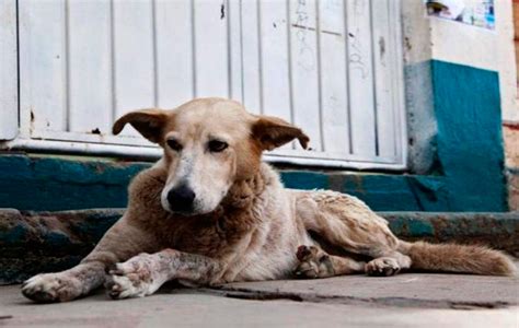 Perros callejeros quién debe asumir la responsabilidad