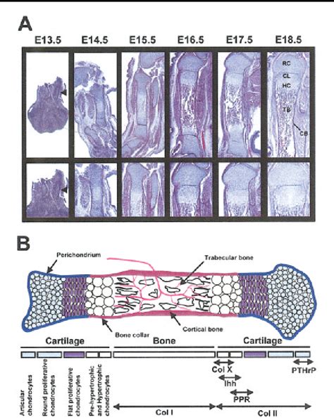 Figure 2 From PTHrP PTH And The PTH PTHrP Receptor In Endochondral