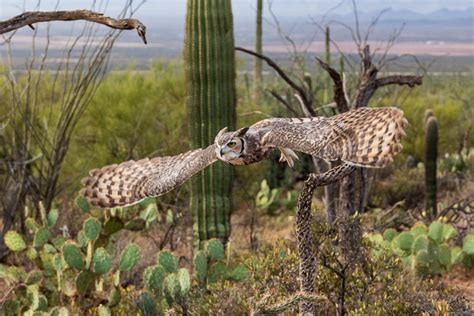 Arizona Sonora Desert Museum Raptor Free Flight