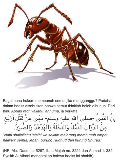 Doa Nabi Sulaiman Untuk Mengusir Semut