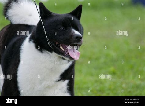 Black and white Akita competing in a conformation event Stock Photo - Alamy