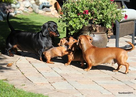 Miniature Dachshund Compared To Standard