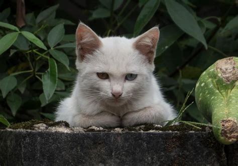 流浪猫不是你想养就能养的，注意这4步get一只属于你的小猫咪 知乎