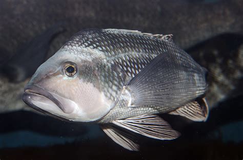 Whats On The Line Nc Black Sea Bass Coastal Review