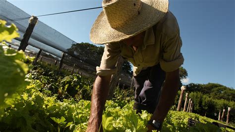 Mejores alimentos Las Buenas Prácticas Agrícolas serán obligatorias