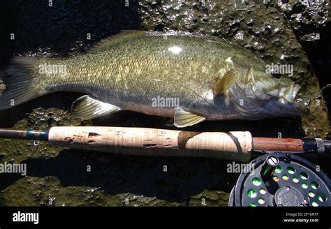 Smallmouth Bass Caught On The Columbia River Photo By Chester Allen