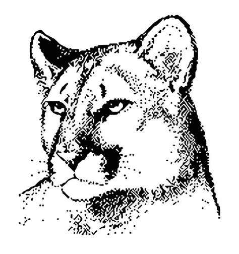 Cougar Clipart Black And White ClipartLib