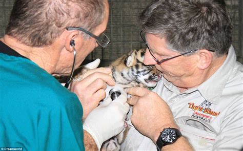 Tiny tiger cub weighing just 1.3kg is born at Dreamworld on the Gold ...