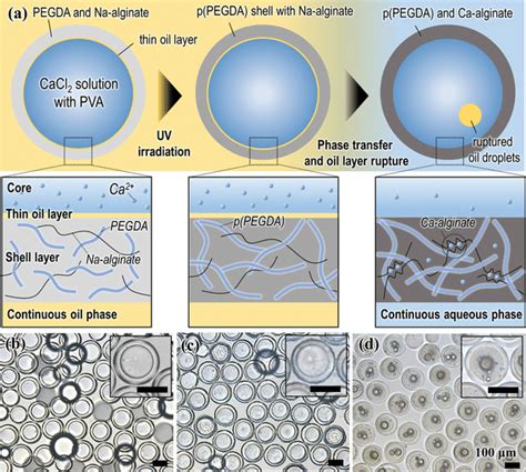 A Schematics For Production Of A Doublenetwork DN Hydrogel Shell